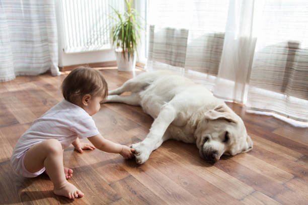 Toddler and dog on a pet friendly hardwood floor
