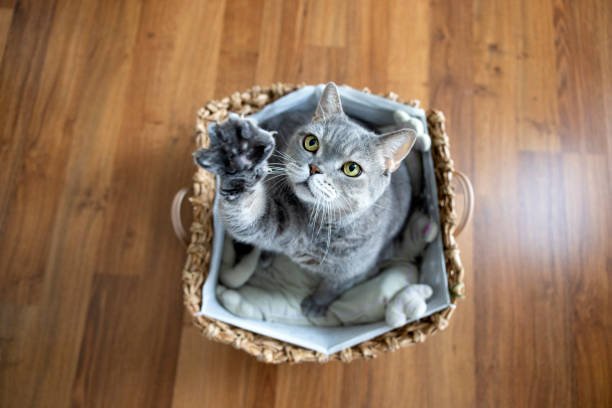 Cat in a family home with hardwood floors