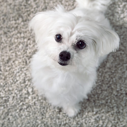 Puppy on Carpet | Barrett Floors