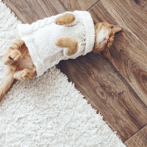 Cat on hardwood floor | Barrett Floors