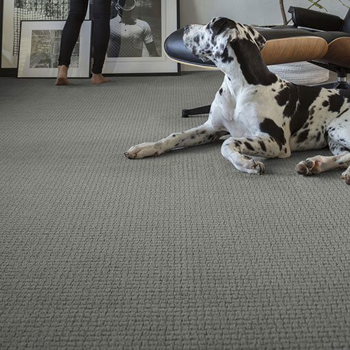 Pet on Carpet | Barrett Floors