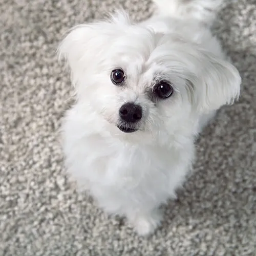 Carpet flooring | Barrett Floors
